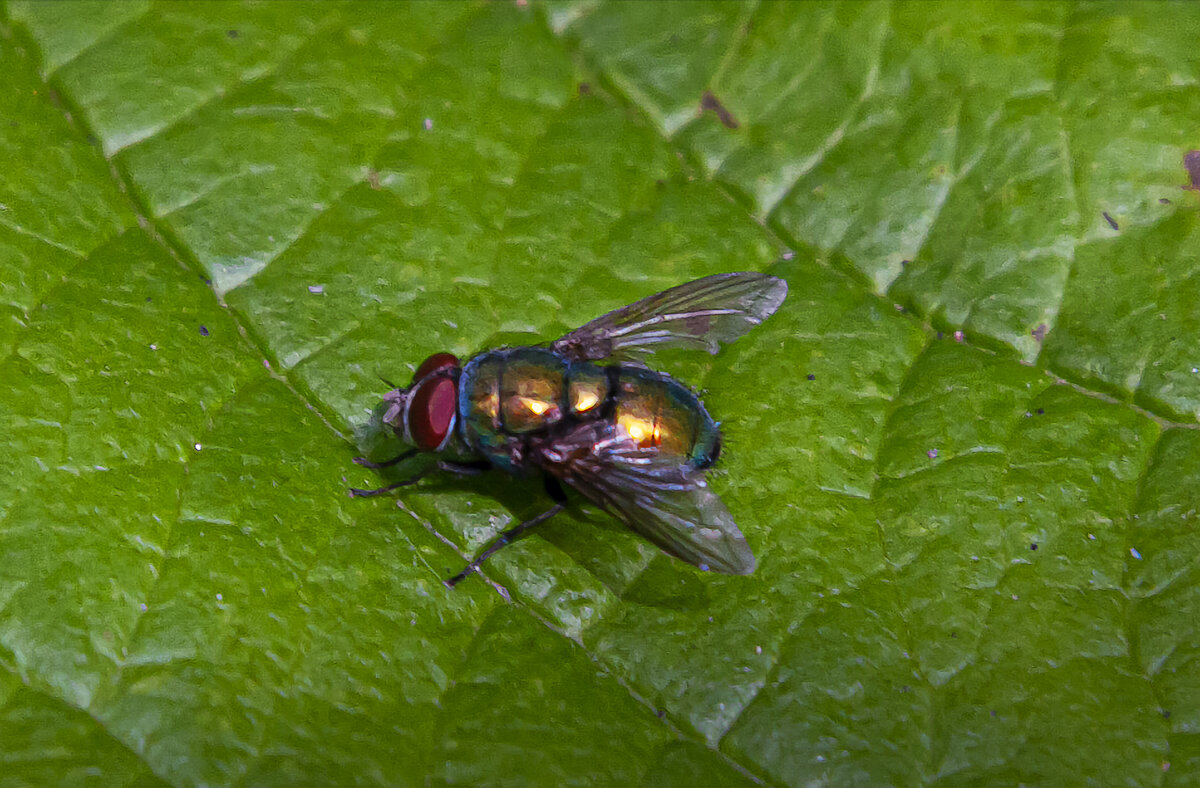 Обыкновенная зелёная падальница - Aleksey Afonin