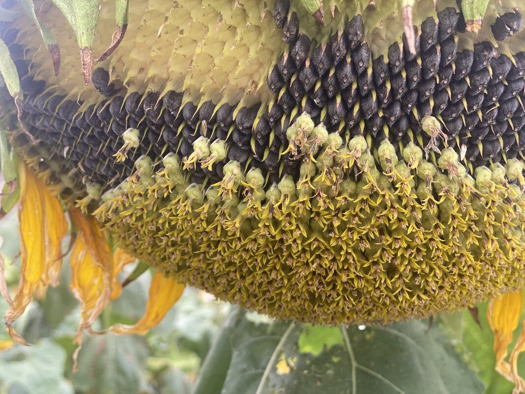 После дождя (10) - Alexey YakovLev