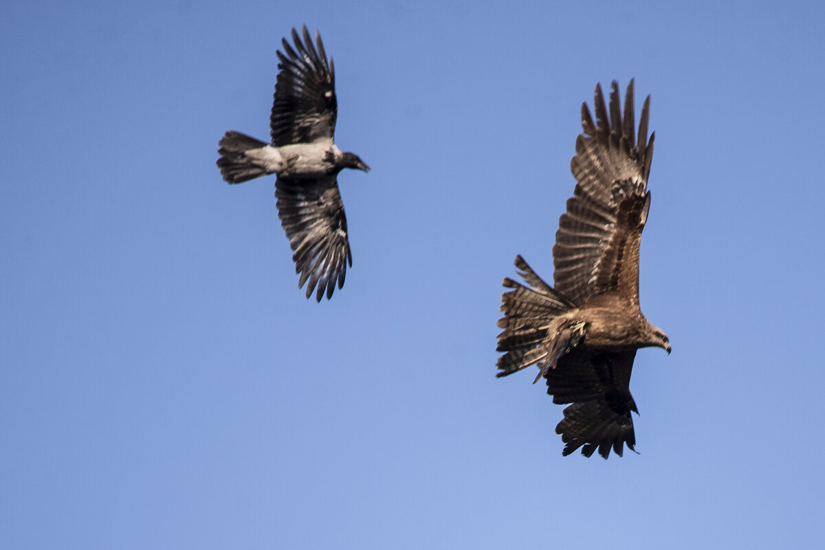 Борьба - Ольга Прикуль