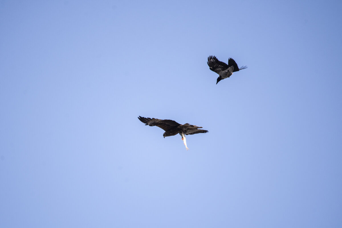 Отдай!Моя! - Ольга Прикуль