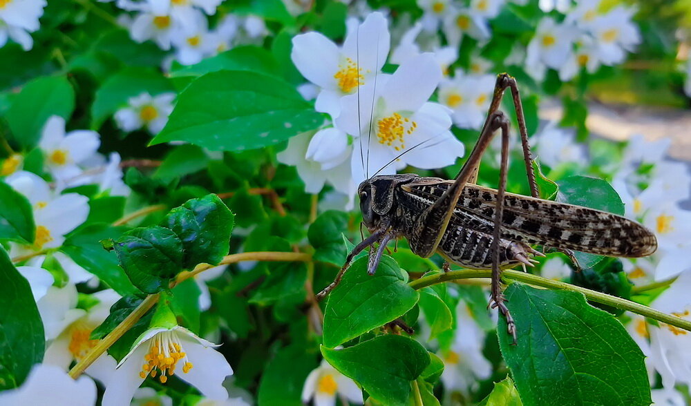 *** - Владимир Насыпаный *** - Владимир Насыпаный