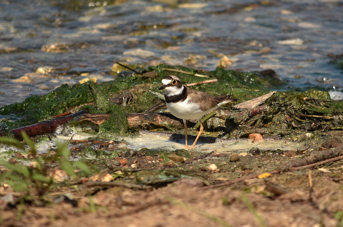 Зуек. - Алексей .