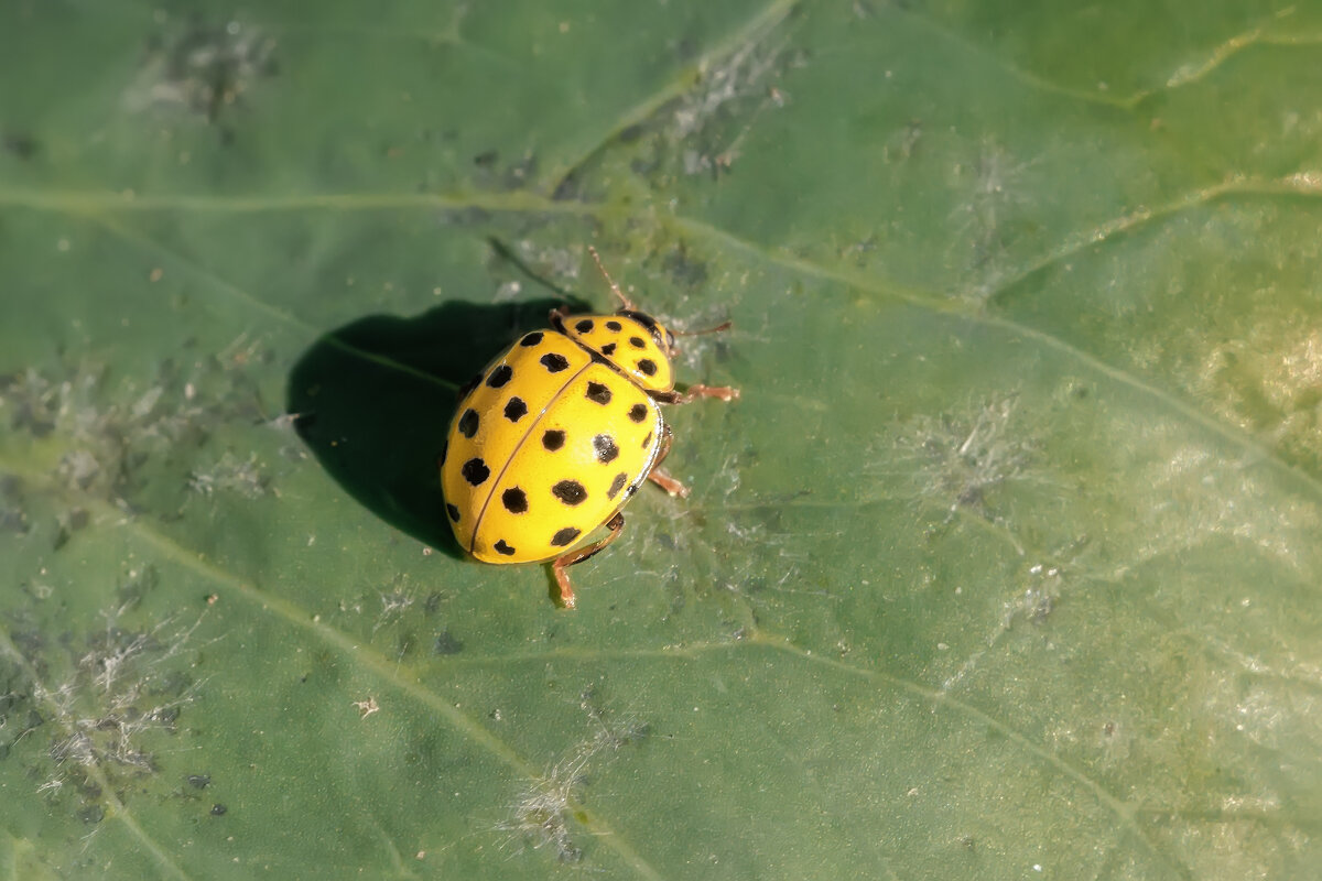 Макро мир - Владимир Колесников Макро мир - Владимир Колесников