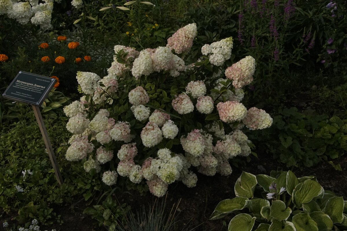 Гортензия (кажется) - Яков Реймер