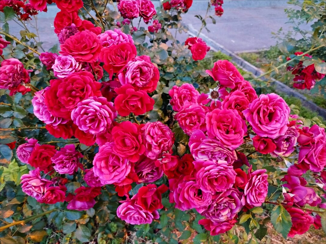 Розы, розы, розы...! - Надежда Розы, розы, розы...! - Надежда