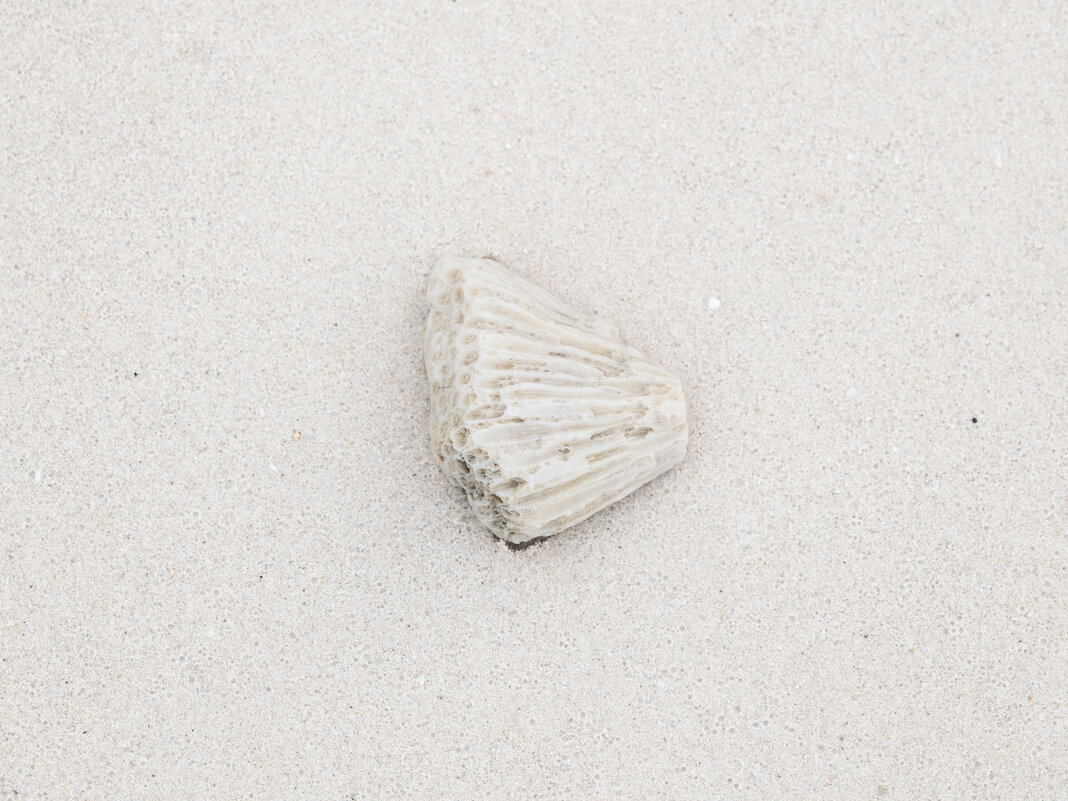 Коралл на песке - Максим 