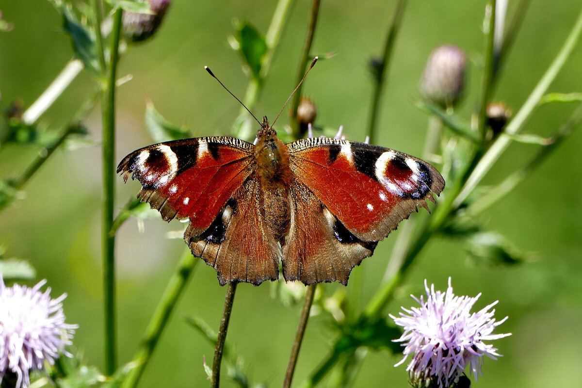 из снятого 1 августа 7 - Александр Прокудин