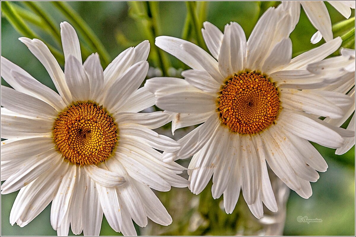 Про ромашки - Aquarius - Сергей