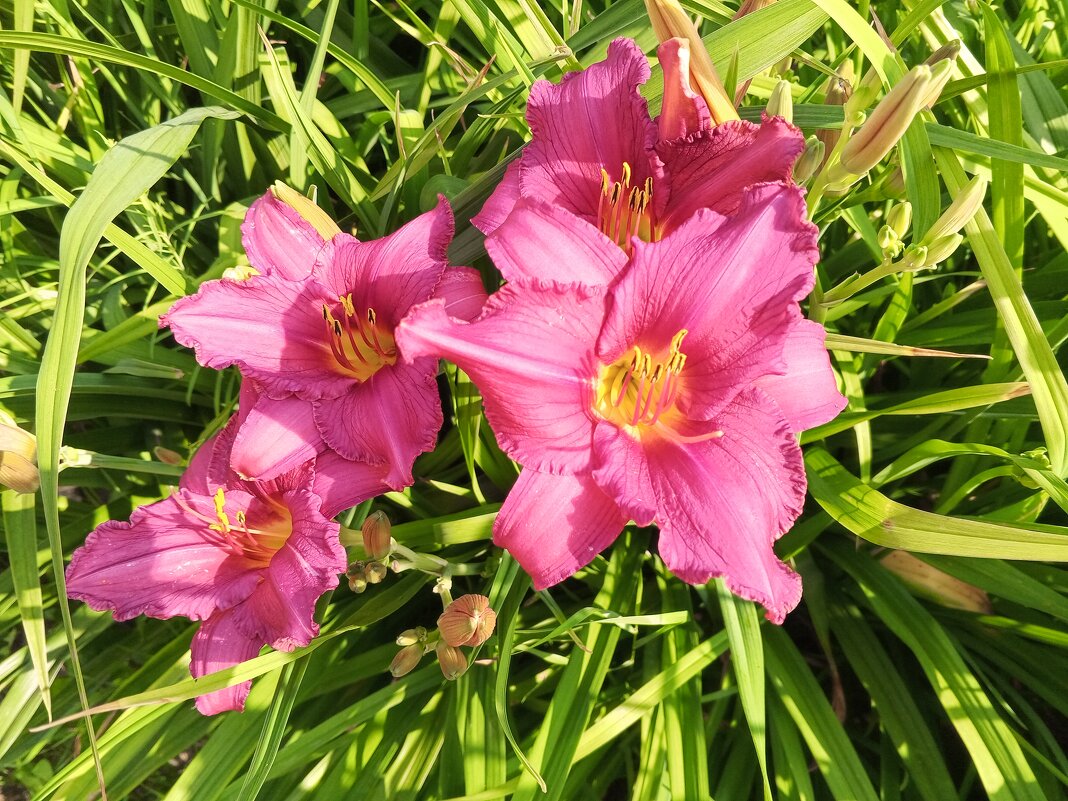 Лилейник - Сапсан 