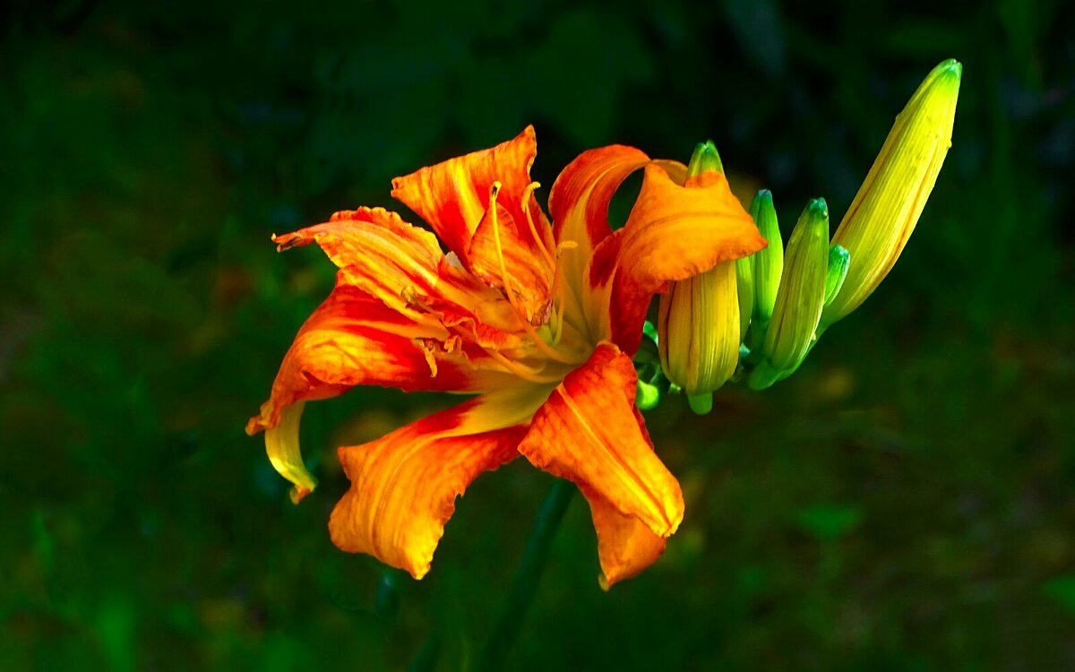 О красоте цветов. - Милешкин Владимир Алексеевич О красоте цветов. - Милешкин Владимир Алексеевич