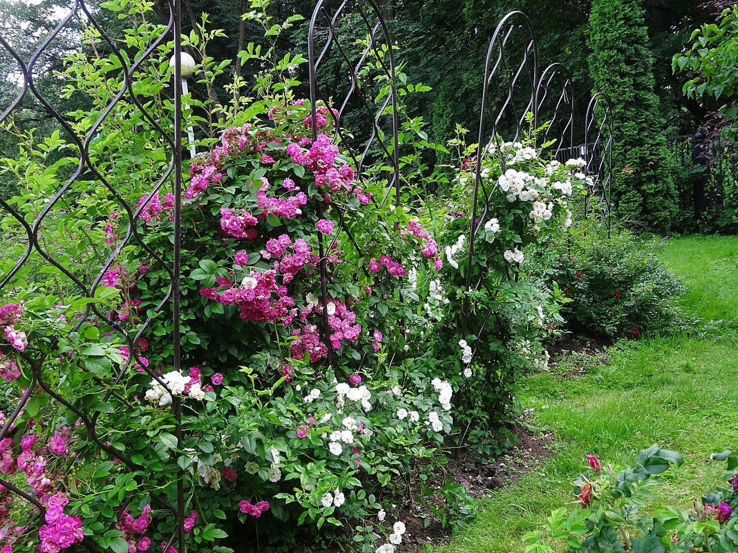 Розарий Ботанического сада - Лидия Бусурина Розарий Ботанического сада - Лидия Бусурина