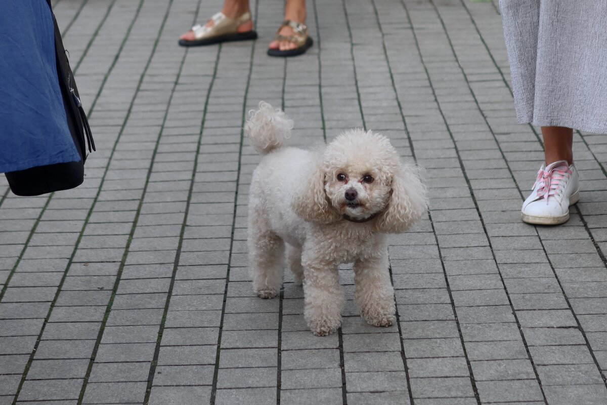 В толпе - Дмитрий И_