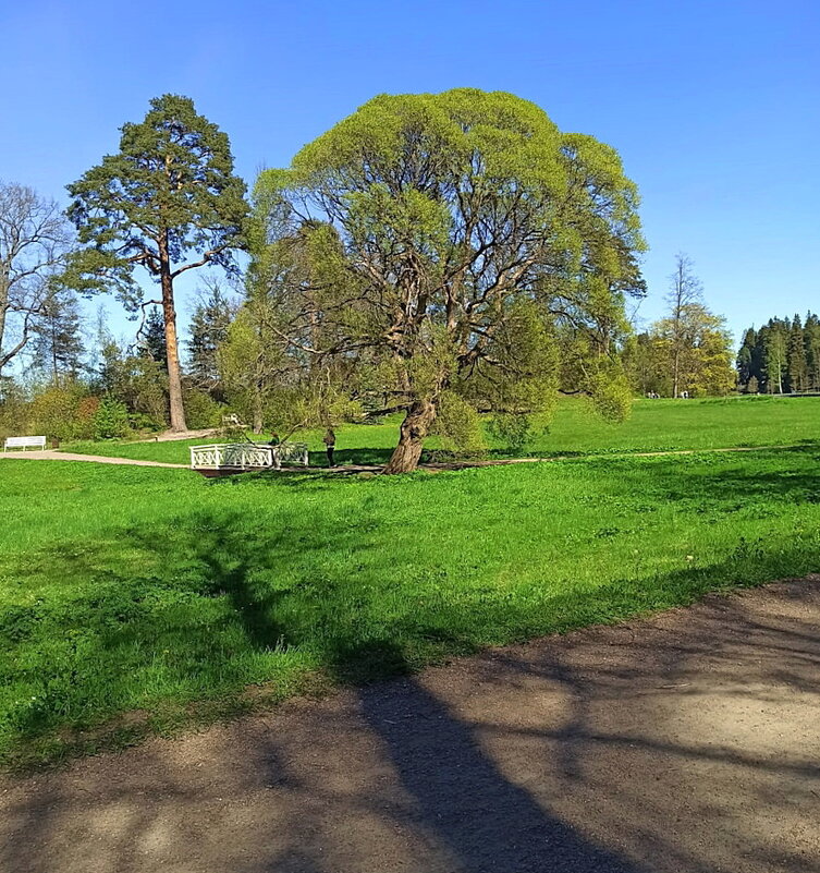 Скальный парк Монрепо в Выборге. - Ольга Довженко