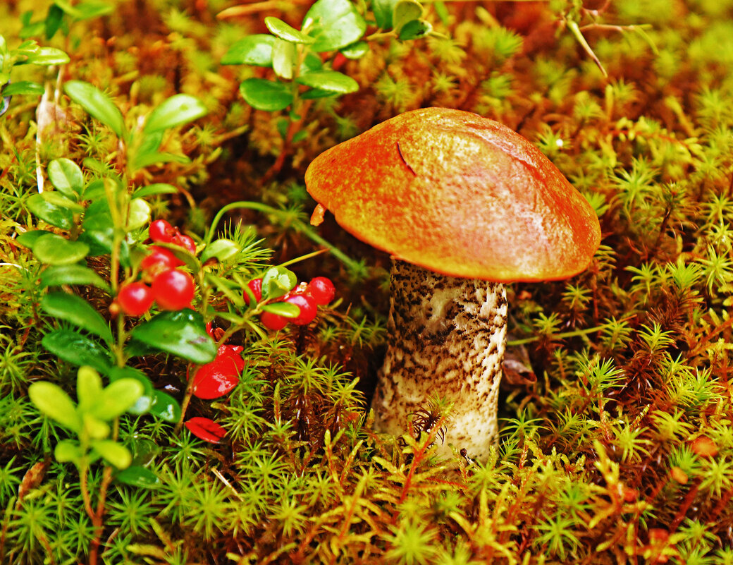 Август.....Брусничка и красноголовик! - Владимир Август.....Брусничка и красноголовик! - Владимир