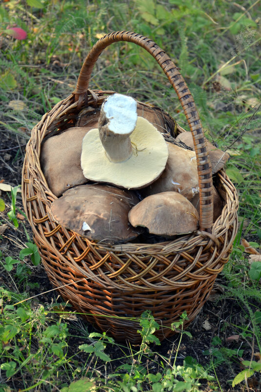 Приметы лета. Корзина с грибами - Сергей М 