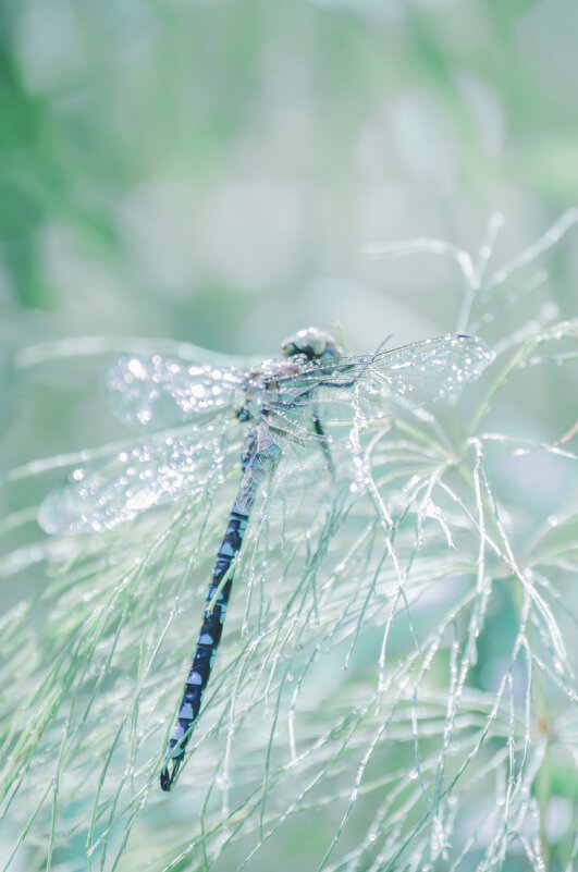 Стрекоза - Lyubov Busova