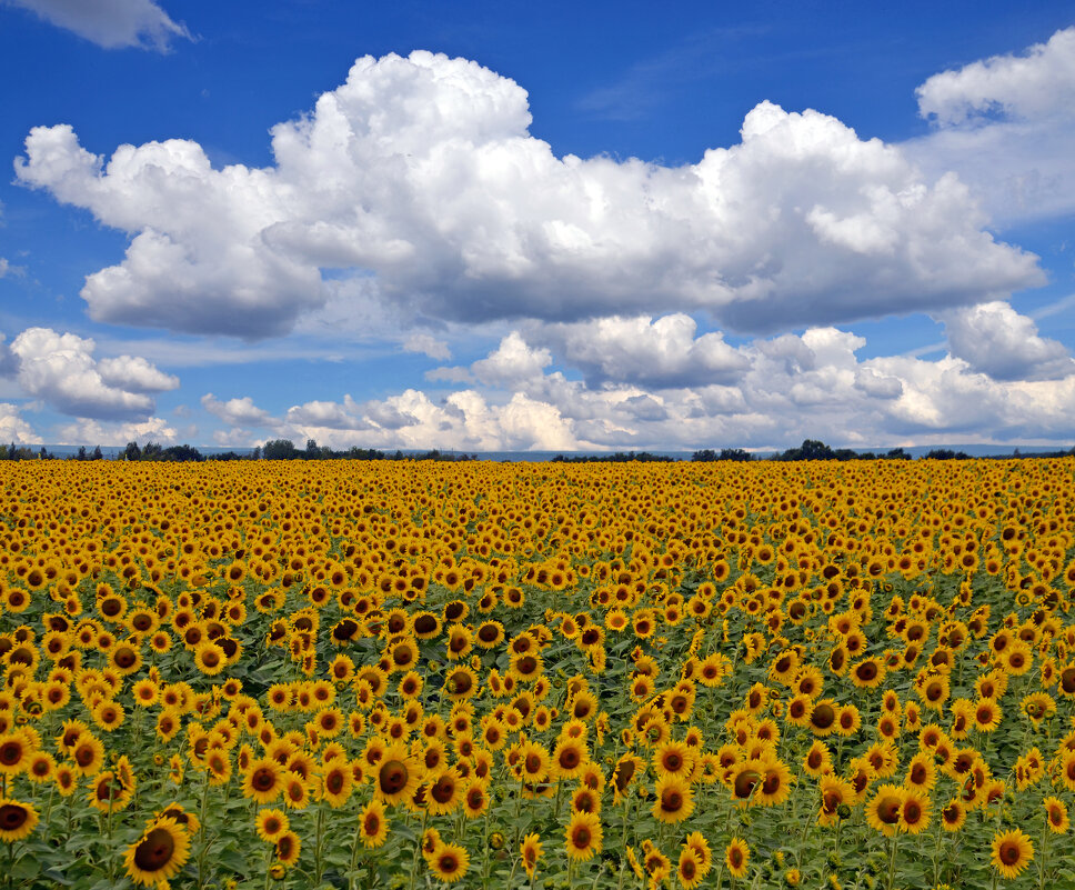 Облака над полем с подсолнухами - Сергей М 