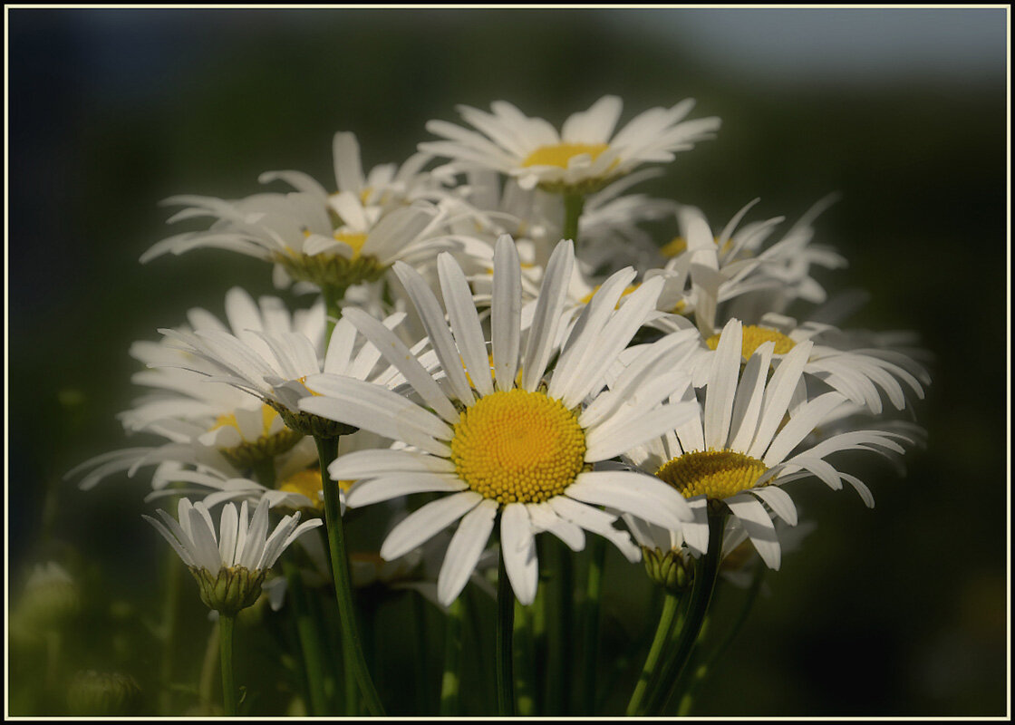 Любит не любит... - Aleksandr Gal