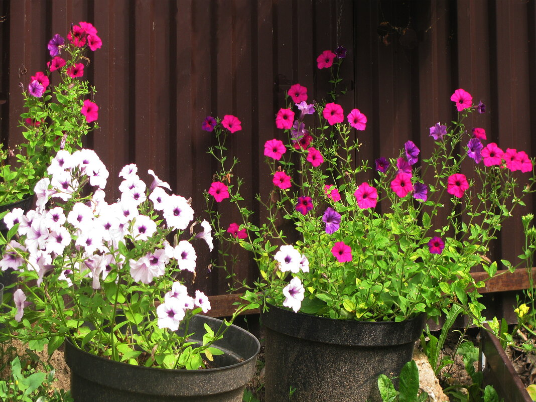 Возле дома - Людмила Смородинская Возле дома - Людмила Смородинская