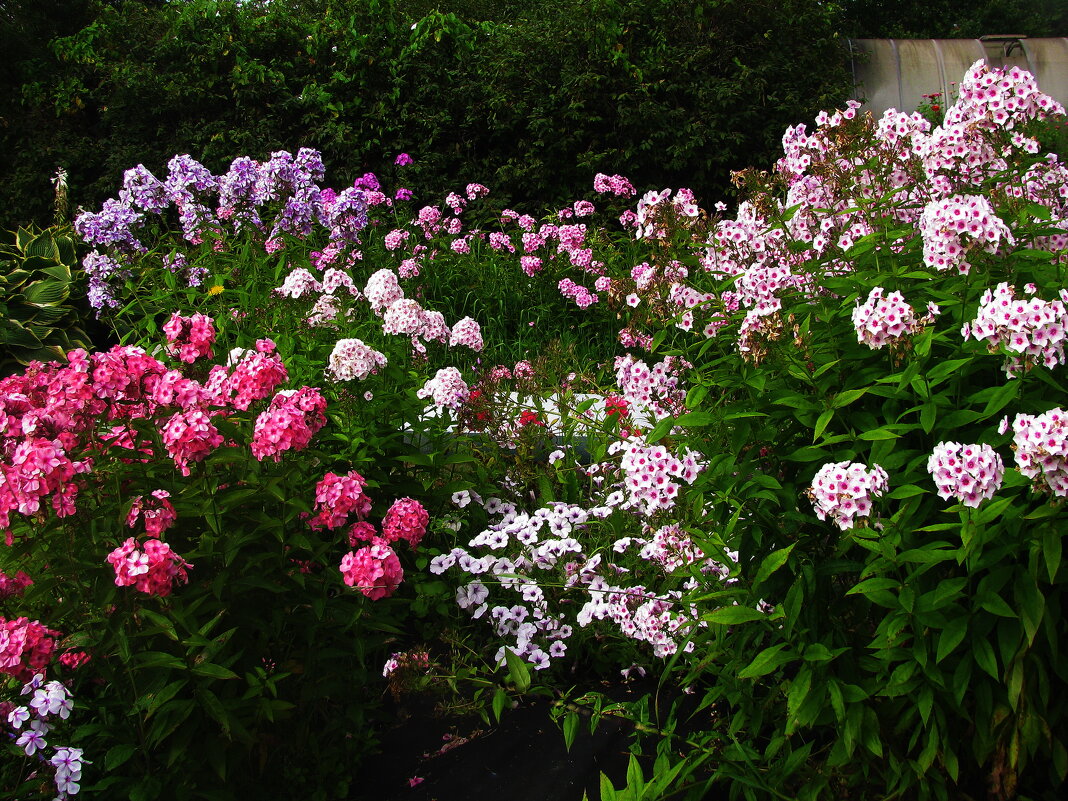 Такие разные флоксы - Людмила Смородинская Такие разные флоксы - Людмила Смородинская