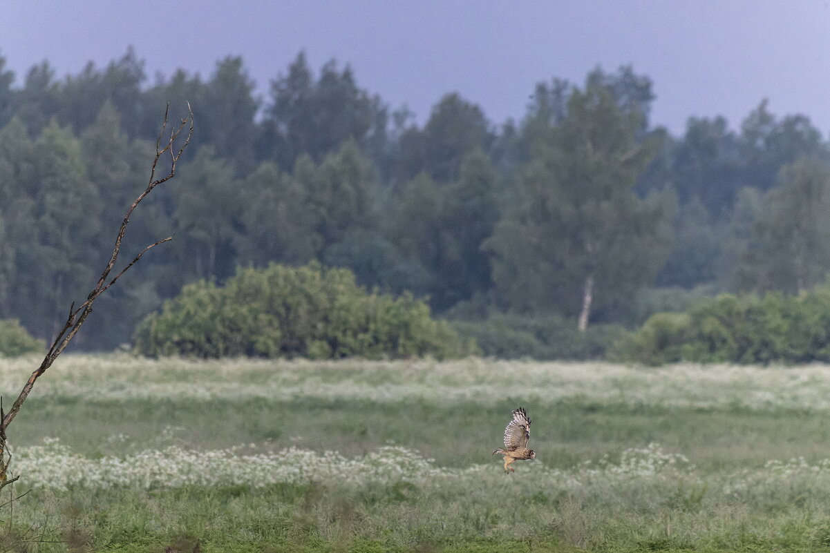 сова болотная. - юрий макаров