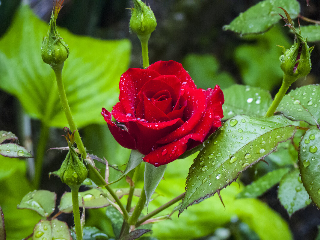 Алая роза - Валентин Семчишин Алая роза - Валентин Семчишин