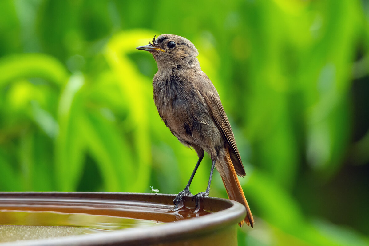 после ливня - Виталий Емельянов