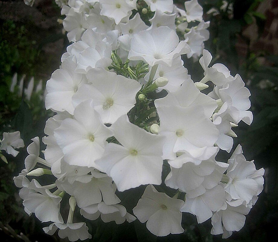 Флоксы - Елена Семигина