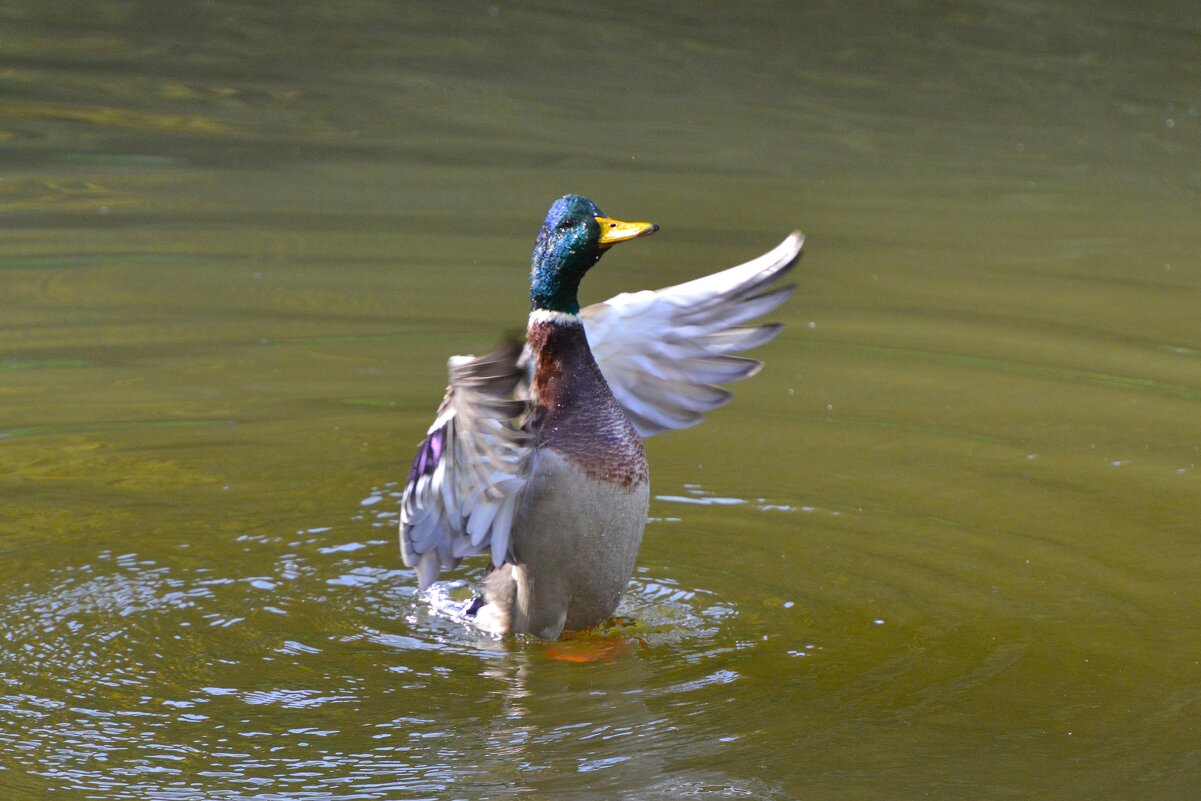 Селезень кряквы - Константин Анисимов