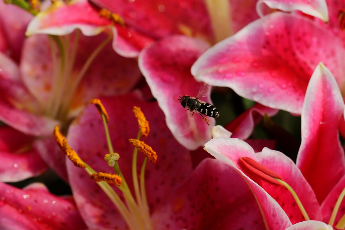 Доброе утро - Юрий. Шмаков