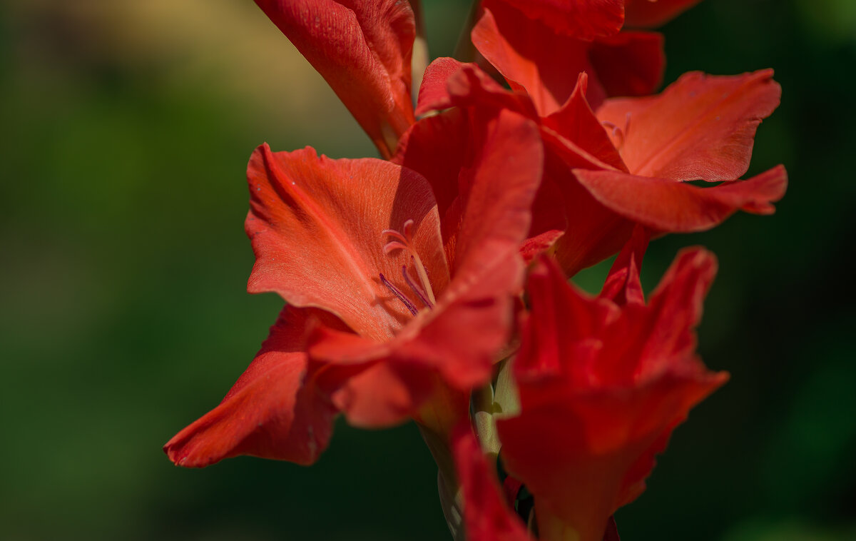 В ритме страсти... - Sergey (Apg)