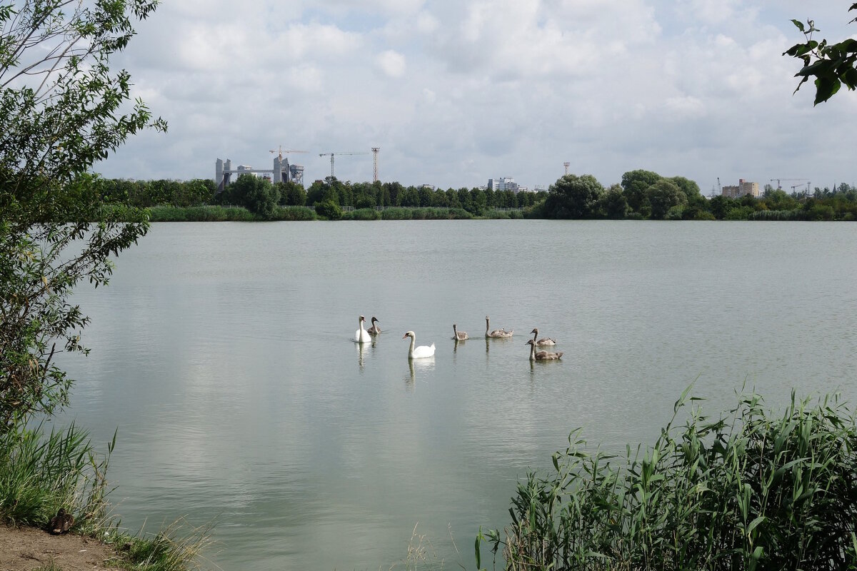 Лебединая семья - Рита Симонова Лебединая семья - Рита Симонова