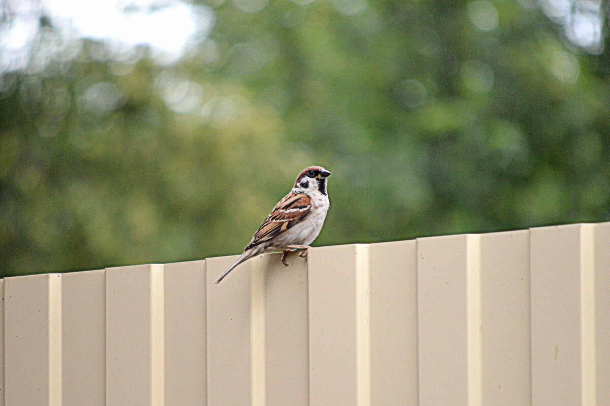 Сосед-воробей - Татьяна Лютаева Сосед-воробей - Татьяна Лютаева