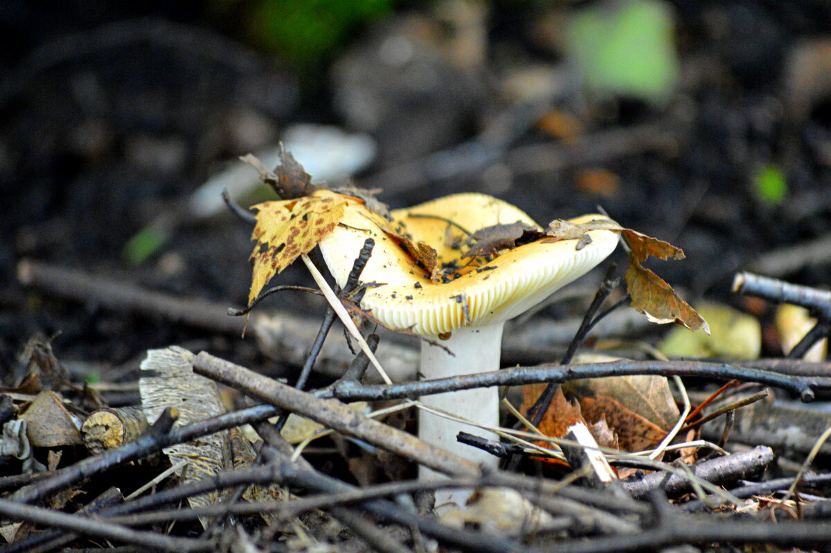 Сыроежка - Татьяна Лютаева