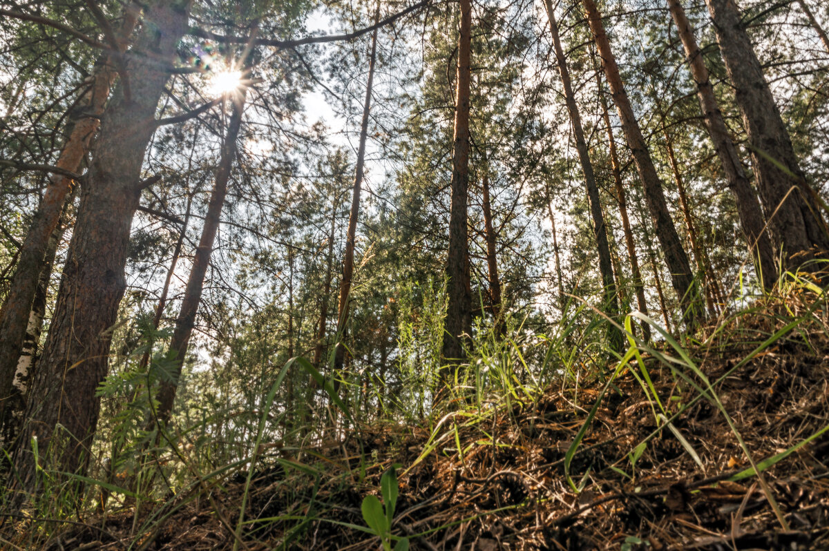 Игра света - sorovey Sol