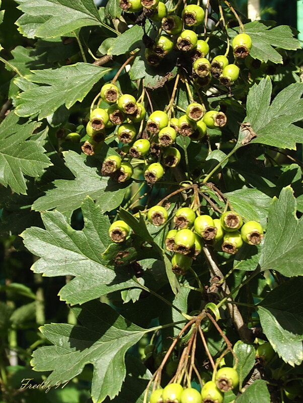 Боярышник - Freddy 97