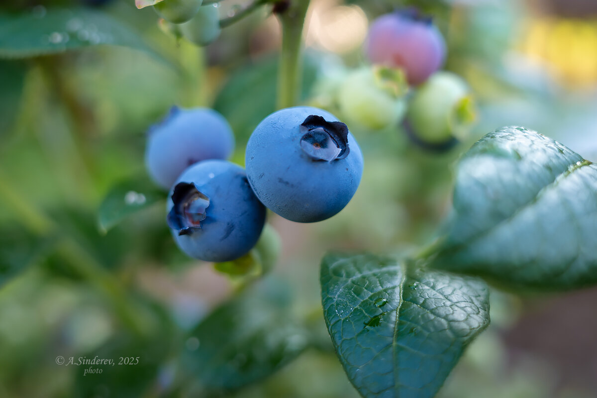 Ягоды голубики садовой - Александр Синдерёв