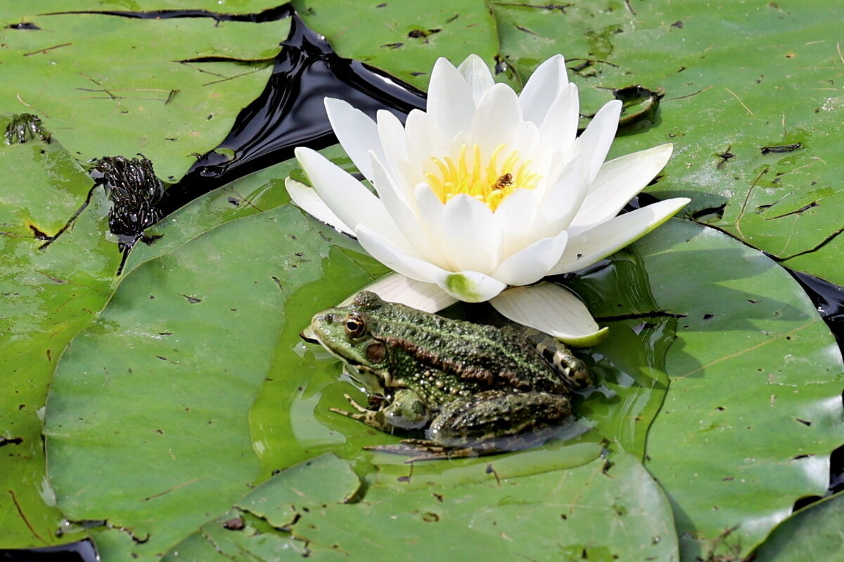 Целовать будешь? - Александр Кондаков