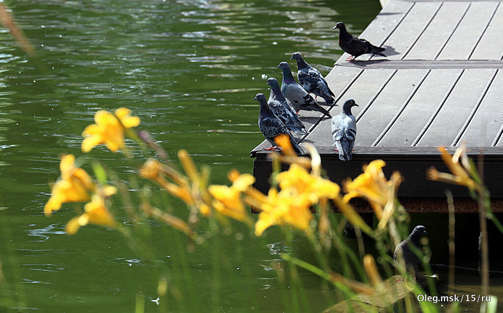пернатые в городе - Олег Лукьянов