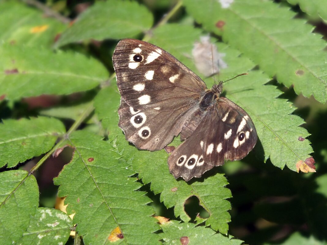 ** - Зоя Мишина