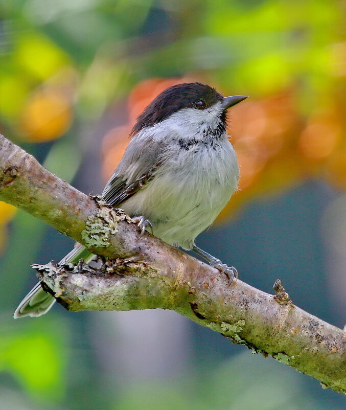 буроголовая гаичка - Andrey Bragin 
