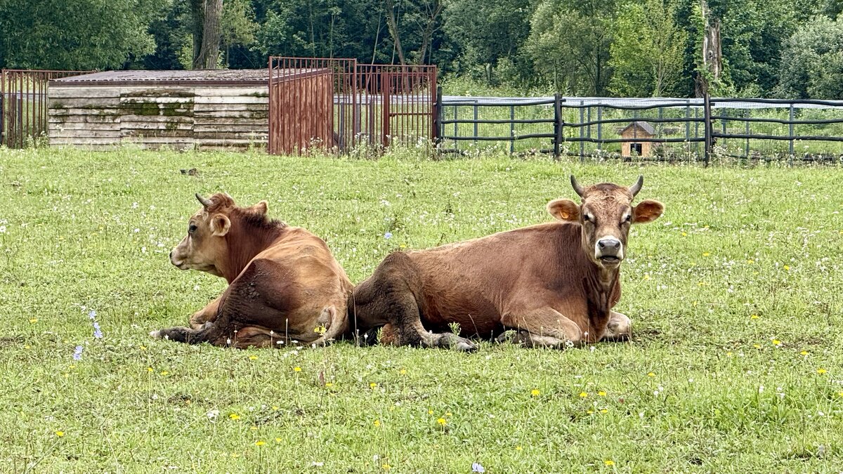 «По проселочной дороге шла я молча…» (c) - Арина Невская «По проселочной дороге шла я молча…» (c) - Арина Невская