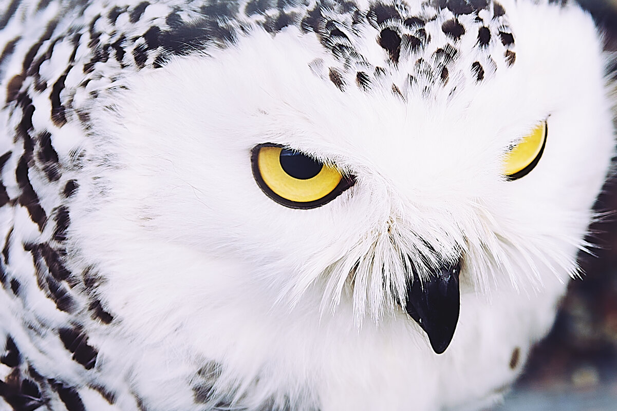 - - Андрей Мясоедов