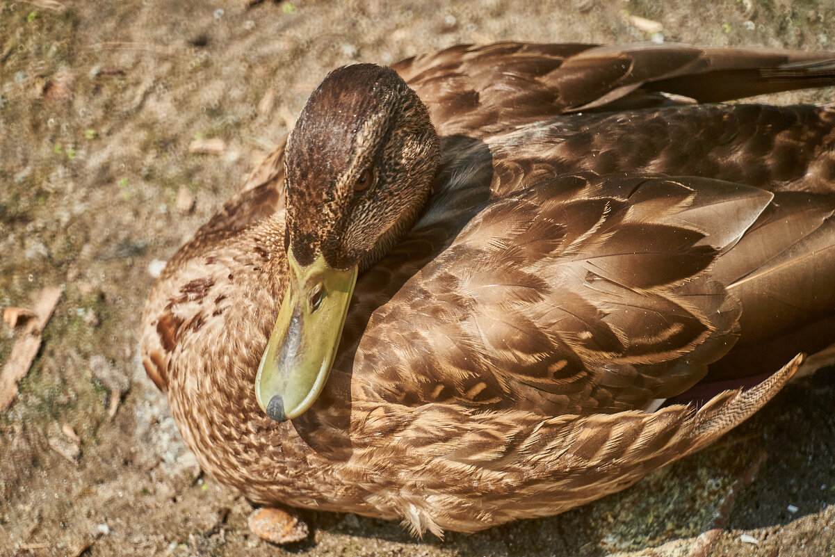 Утка - Александр Леонов
