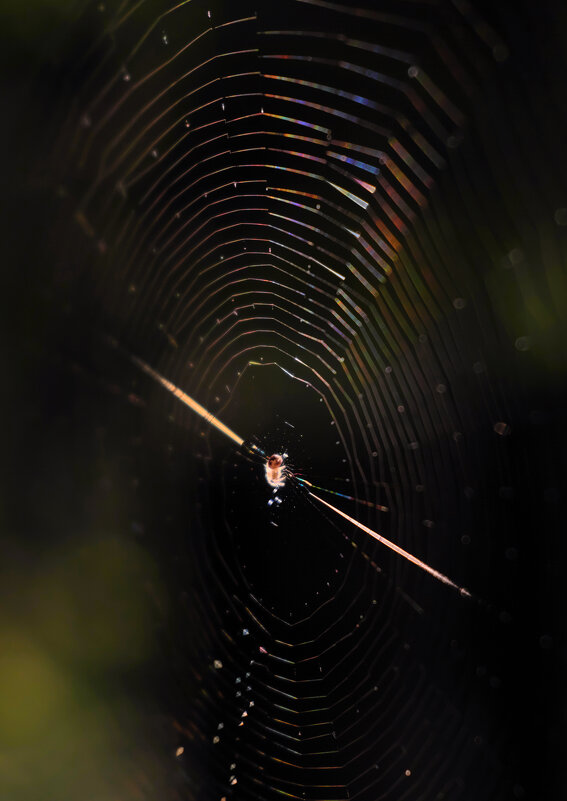 Паутинка. Паучок - Dar(k) Life