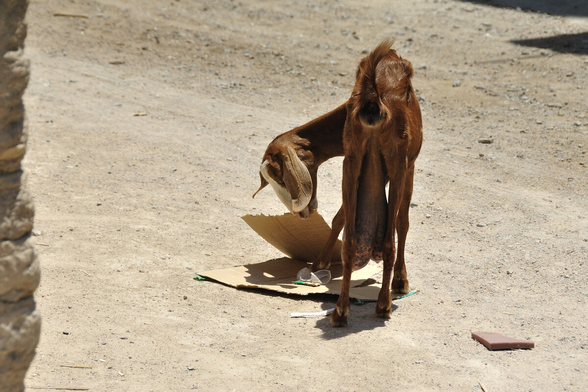 Вкусная картонка - Марина Виноградова Вкусная картонка - Марина Виноградова