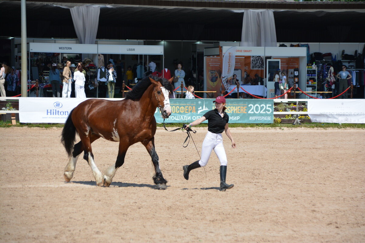 Международная конная выставка "Иппосфера" 2025 - Николай 
