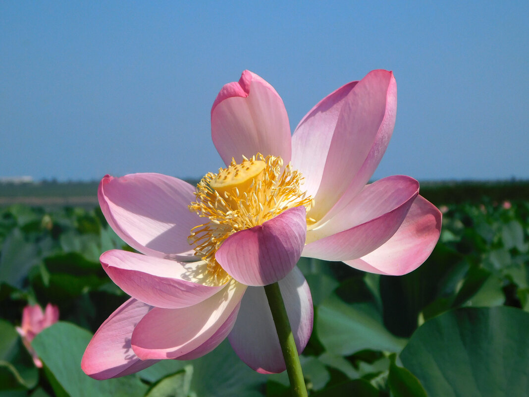 Лотосы  под Анапой - Наиля 