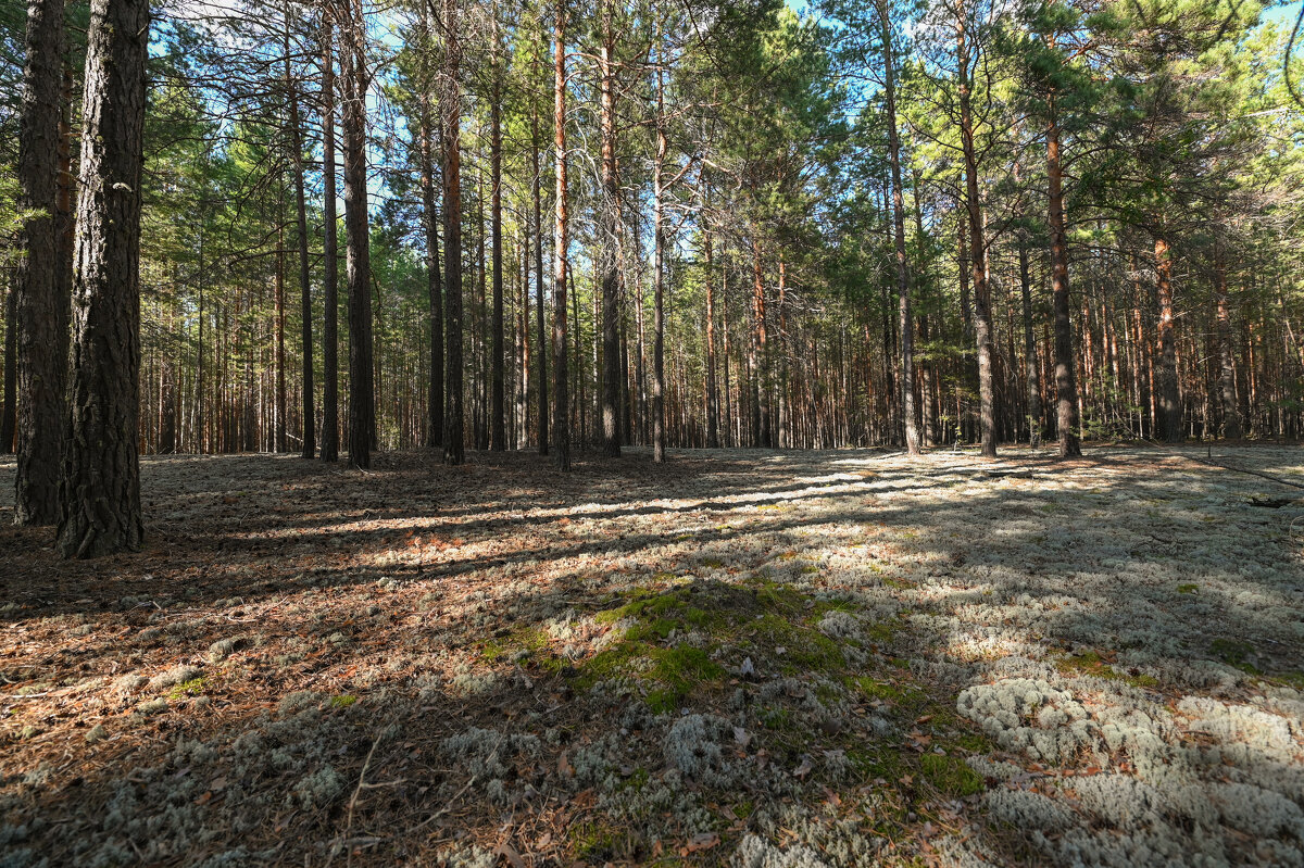 на бору сосновом "белый мох" - сергей 