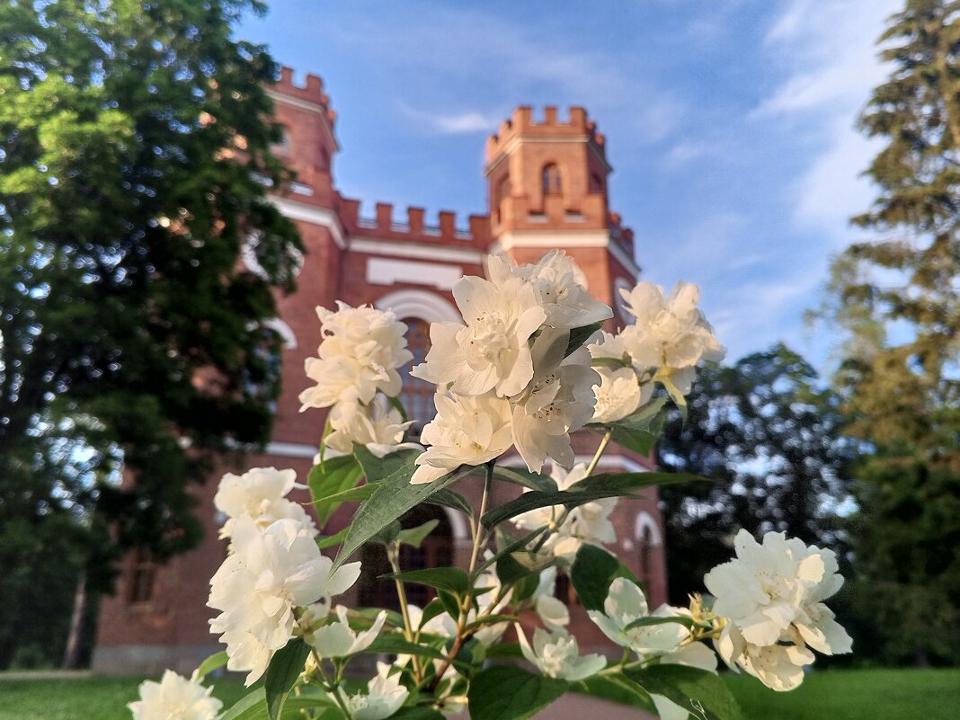 Чубушник - Сапсан 